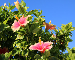 伊江島ダイビングサービスのハイビスカス