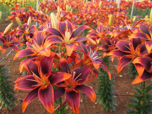 伊江島ゆり祭り 世界のユリ