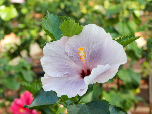 伊江島ハイビスカス園
