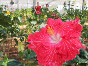 伊江島ハイビスカスまつり2014