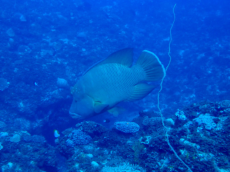 伊江島のナポレオンフィッシュ