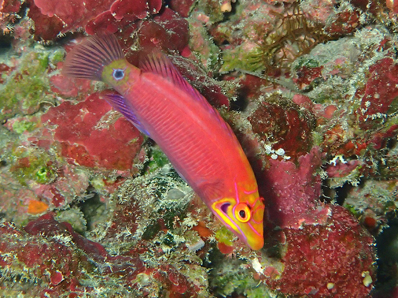 伊江島で見られるヨコシマニセモチノウオ