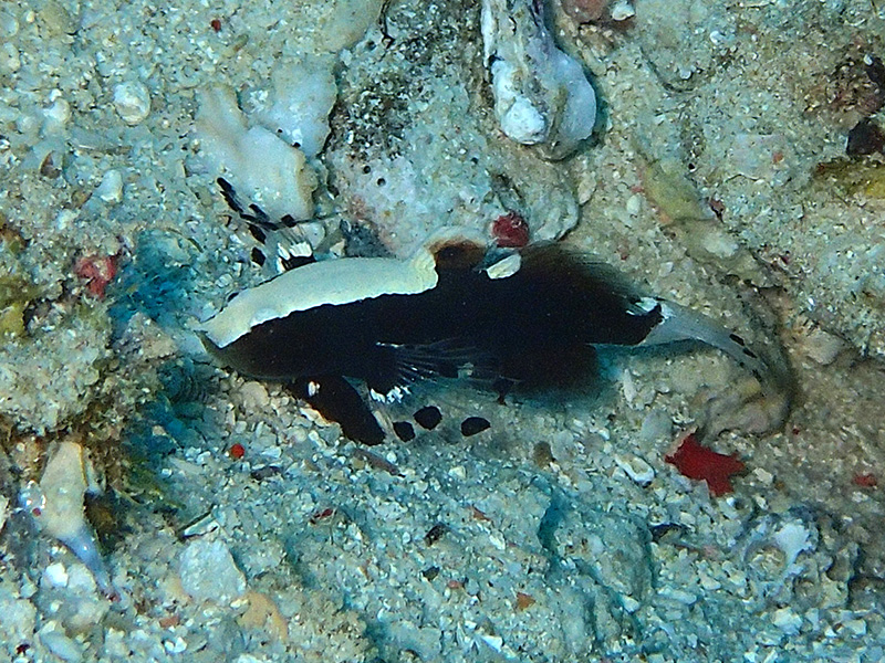 伊江島のオドリハゼ