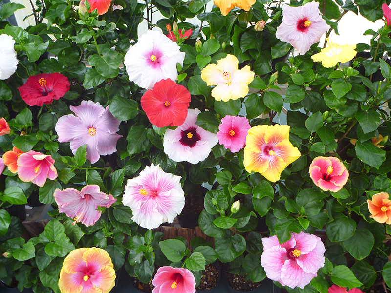伊江島 ハイビスカス園の花