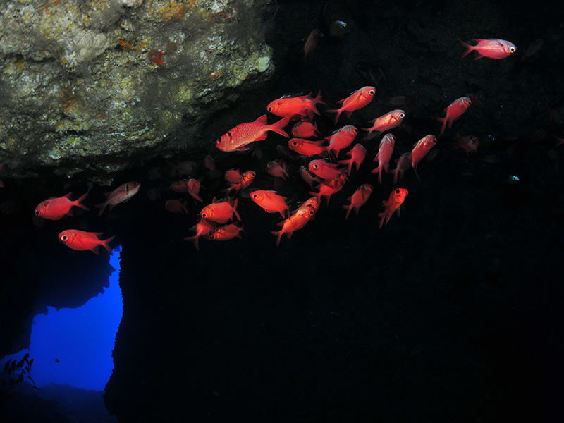 伊江島11月のオホバNo.2