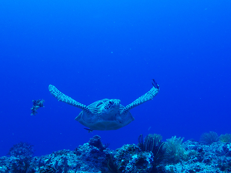 伊江島のダイビングで見られるウミガメ