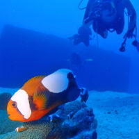 伊江島、南のポイントのトウアカクマノミ