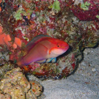 伊江島のヤリイトヒキベラ(学名:Cirrhilabrus lanceolatus)