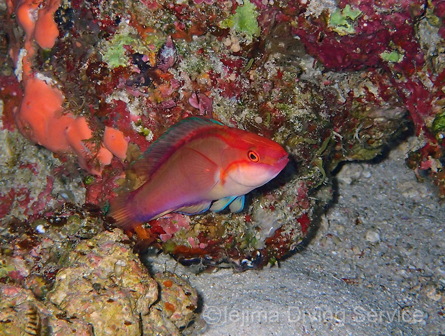 伊江島のヤリイトヒキベラ(学名:Cirrhilabrus lanceolatus)