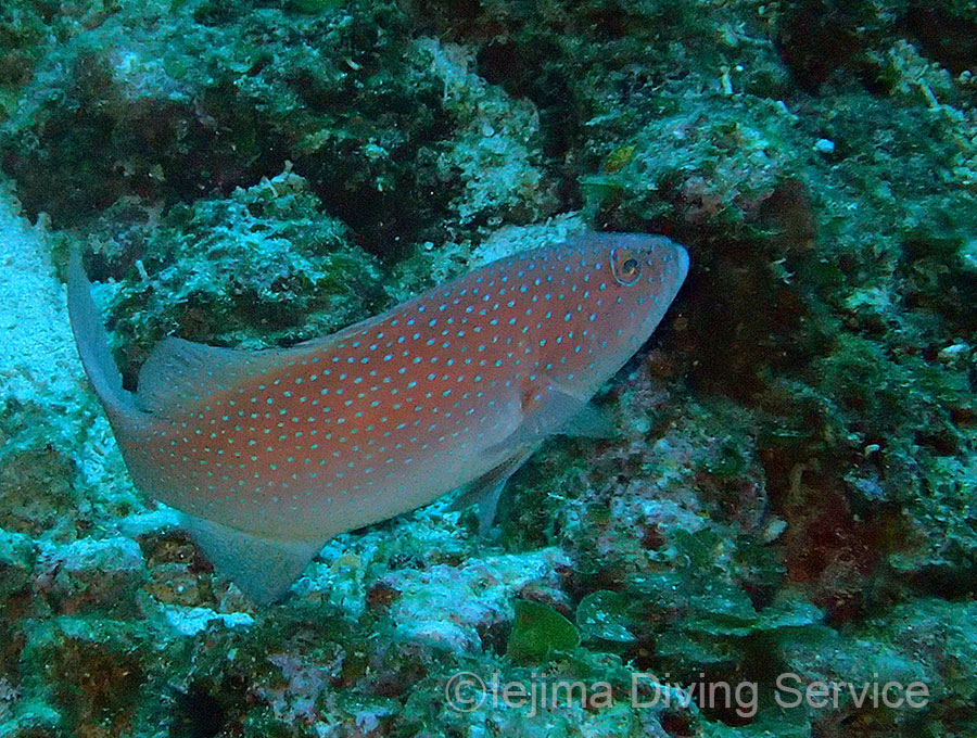 ダイビングボートの名前にもなっている「あかじん」(スジアラの沖縄方言名)