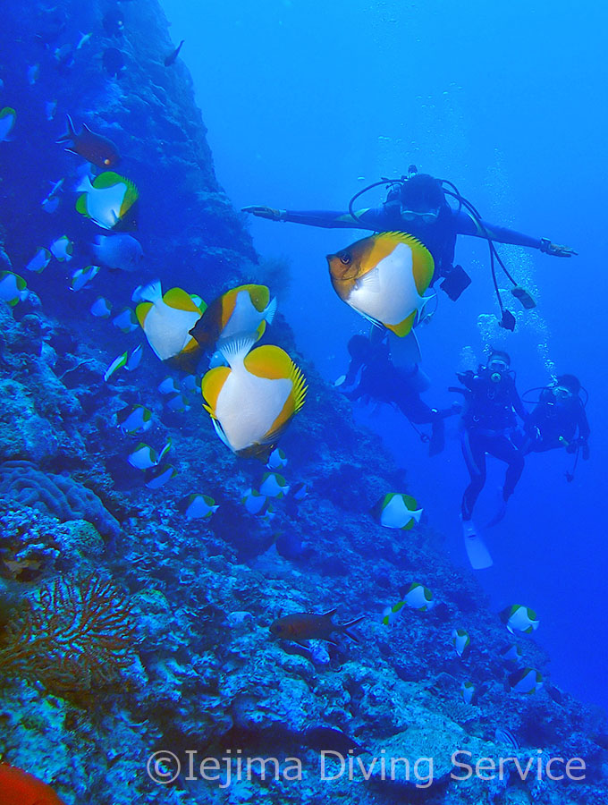 伊江島のドロップオフとカスミチョウチョウウオ