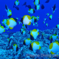 スーパードロップオフのカスミチョウチョウウオ