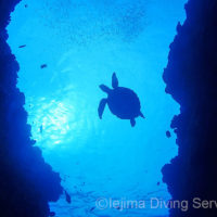 ドロップオフとウミガメ