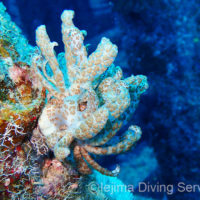 伊江島漁礁のオオコノハミノウミウシ