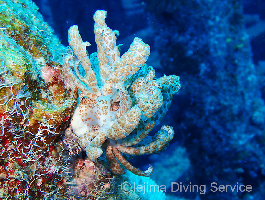 伊江島漁礁のオオコノハミノウミウシ