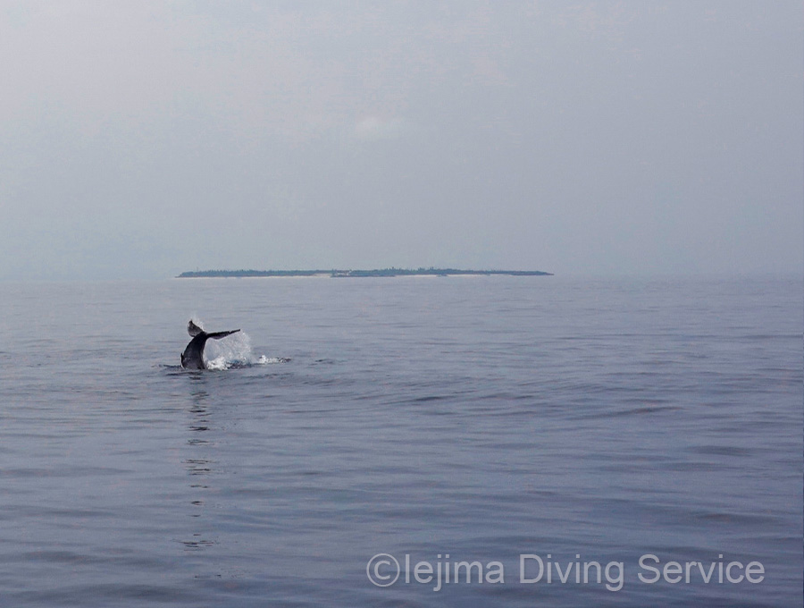 伊江島近海のザトウクジラ、テールスラップ