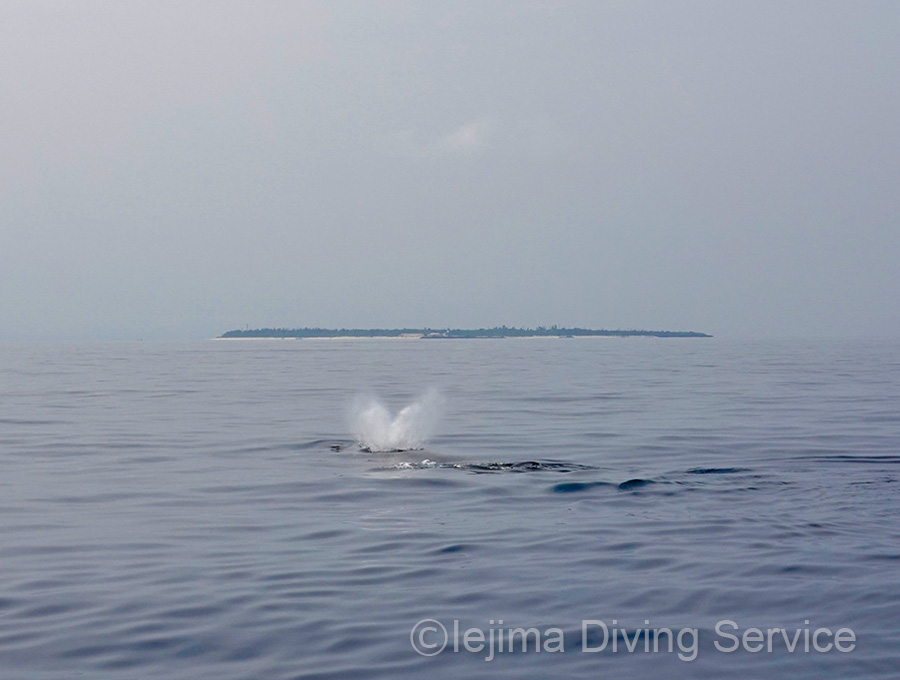 伊江島近海のザトウクジラのブロウ