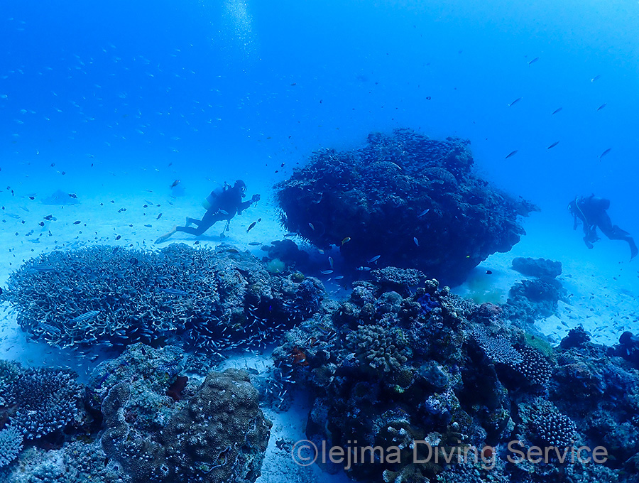 伊江島ダイビングの白砂とサンゴ