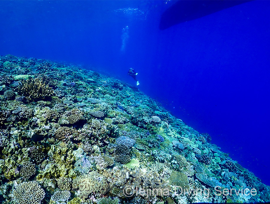 伊江島、北側のドロップオフ、サンゴ