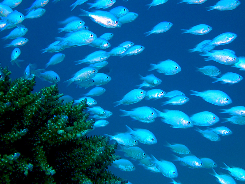 デバスズメダイの群れ