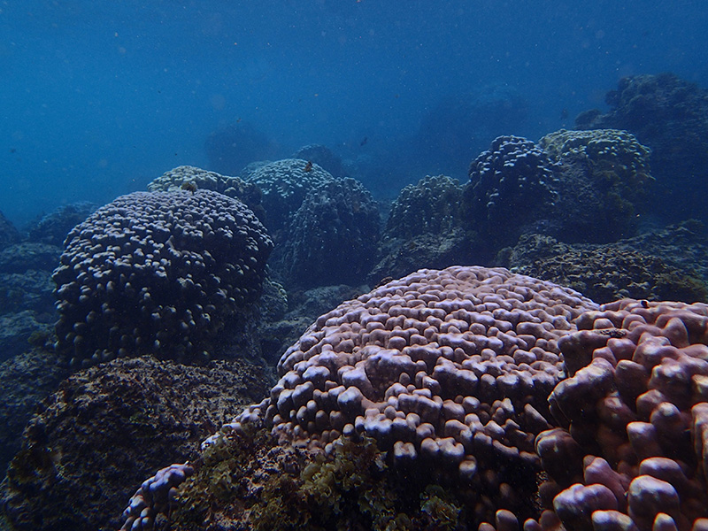 イースター島のダイビングで見るサンゴ