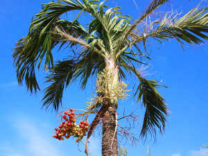 伊江島のマニラ椰子