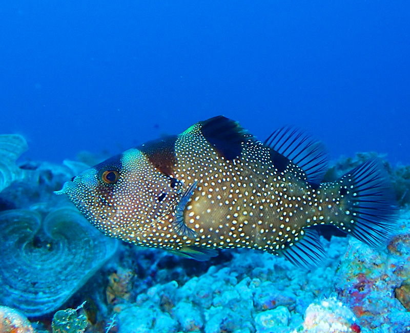 アゴハタ2014年GW