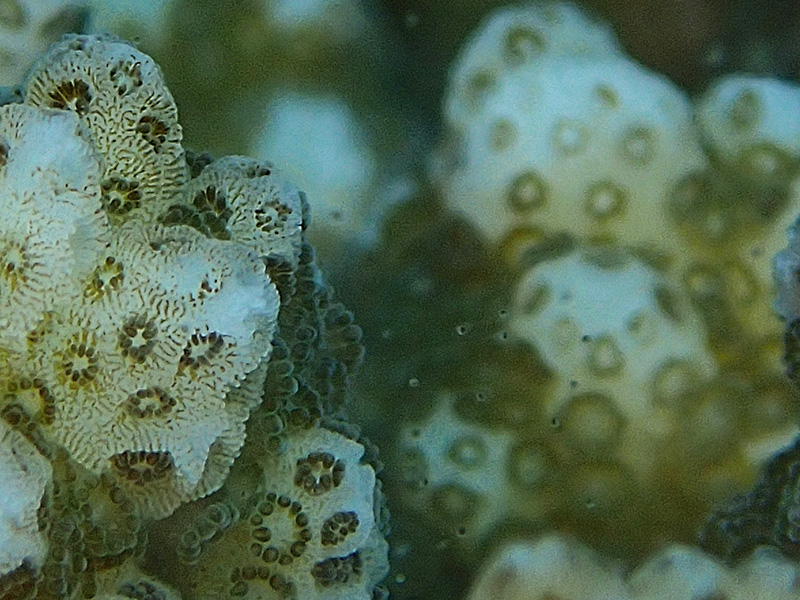 伊江島、ハナヤサイサンゴの産卵