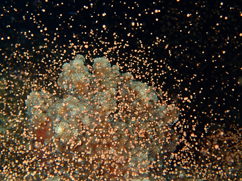 伊江島サンゴの産卵 2015年6月5日