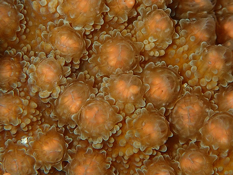 産卵直前のサンゴ