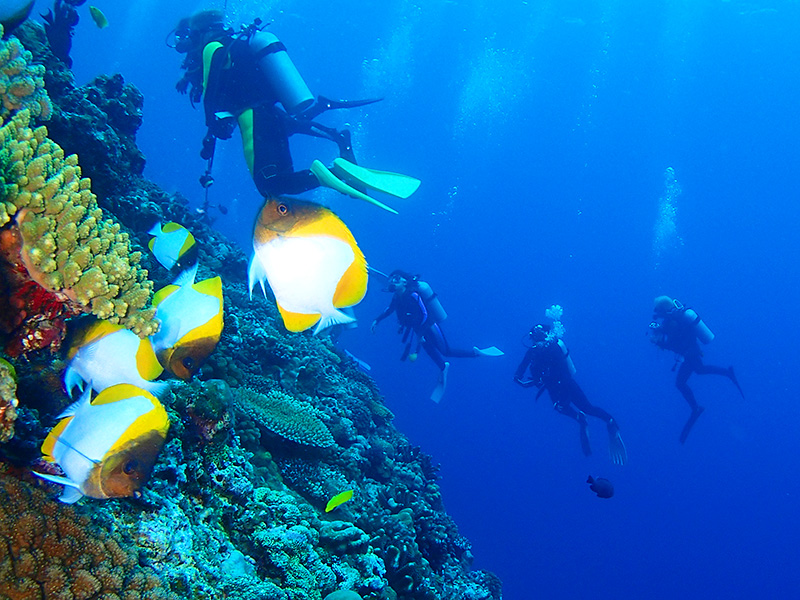同志社大学ダイビングポイント夏合宿2014年-5