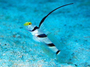 伊江島のヒレナガネジリンボウ