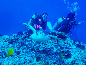 トニーのお母さんとウミガメ