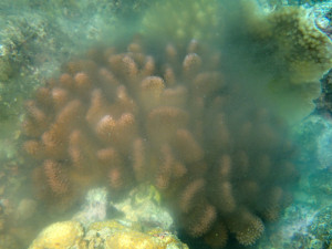 イボハダハナヤサイサンゴの産卵