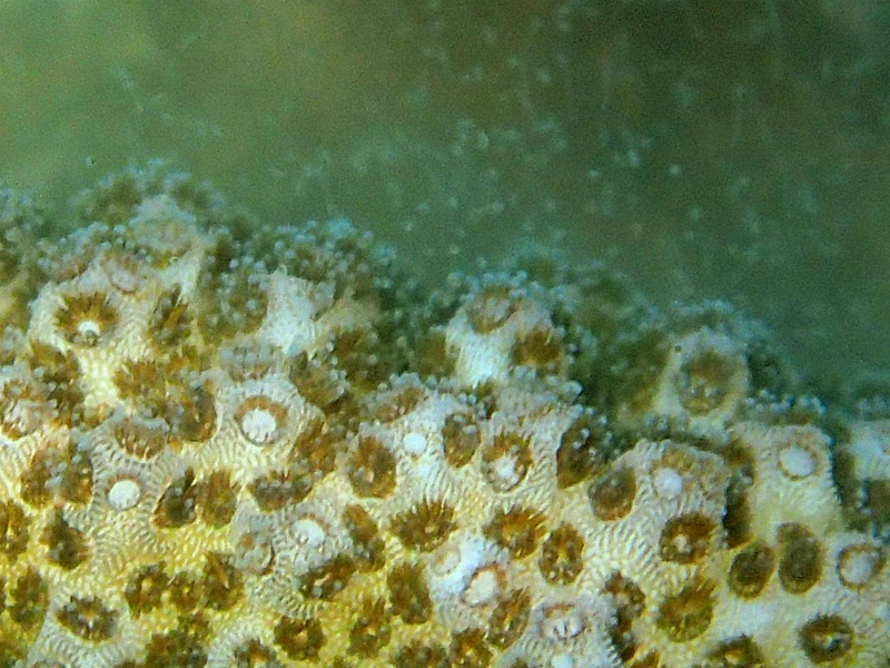 イボハダハナヤサイサンゴの産卵アップ