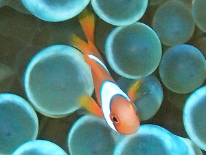 伊江島のカクレクマノミ幼魚
