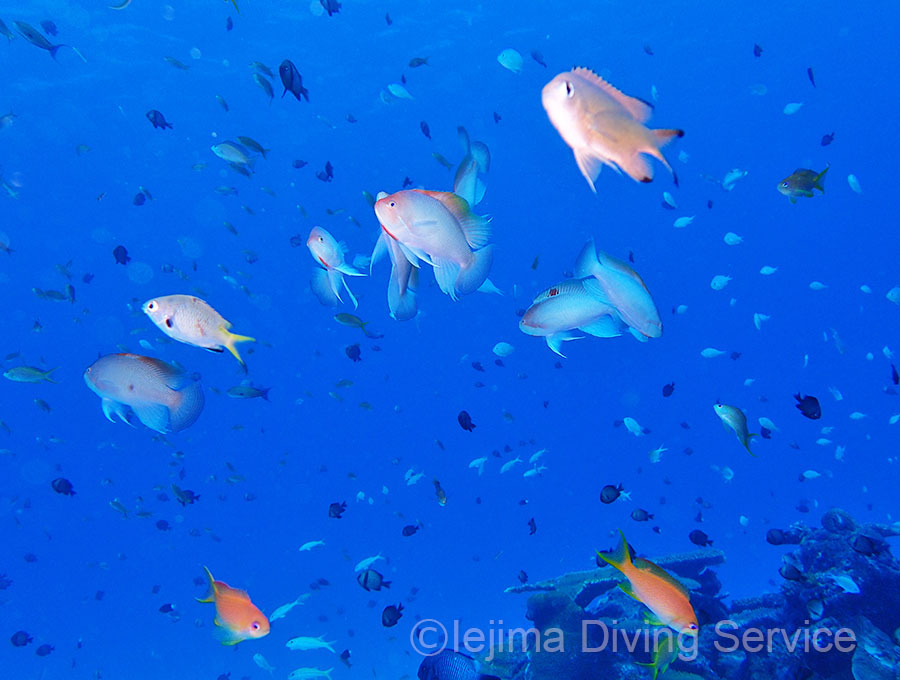 伊江島パッチリーフに群れるケラマハナダイ