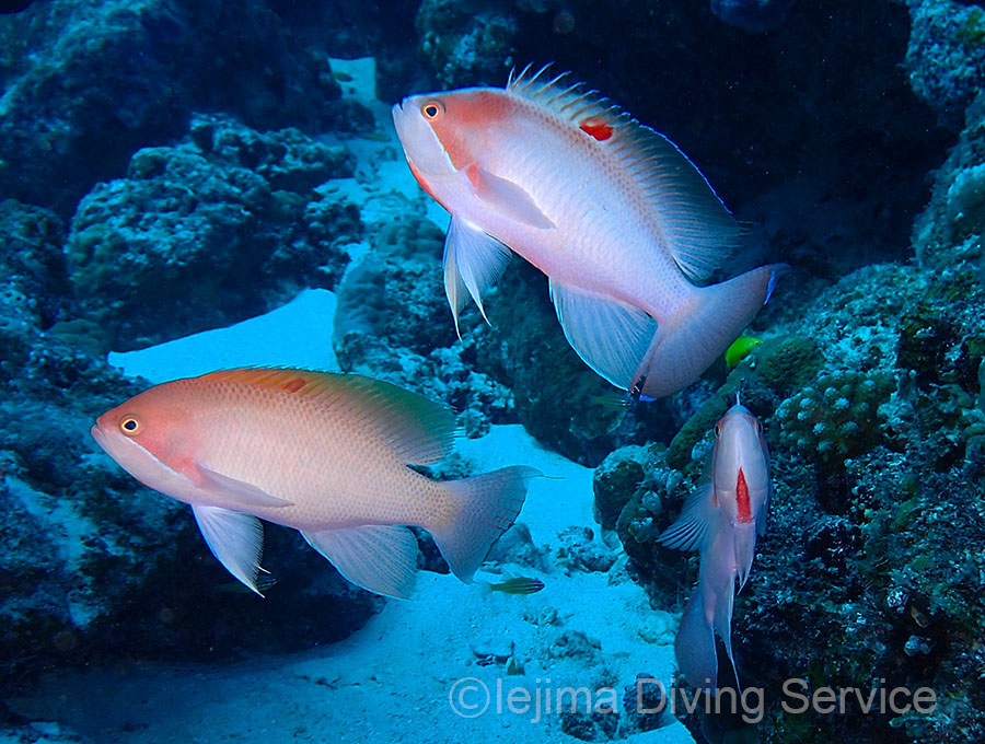 ケラマハナダイの婚姻色