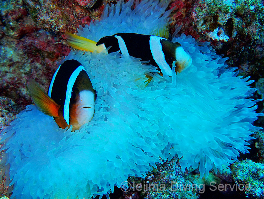 クマノミと白化したイソギンチャク