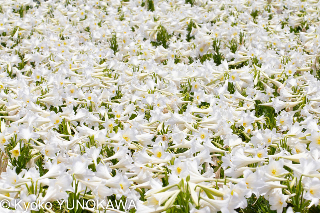 「第21回伊江島ゆり祭り」白いテッポウユリの絨毯