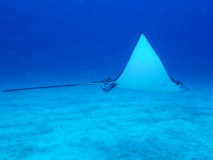 伊江島のマダラトビエイ