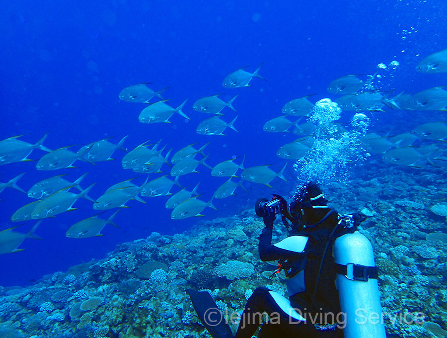 マルコバンの群れとダイバー