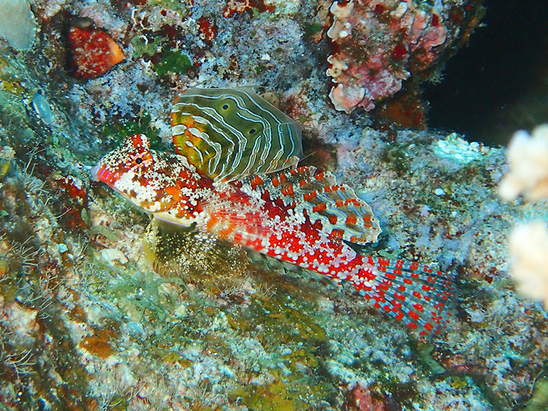 ミヤケテグリ2014年GW