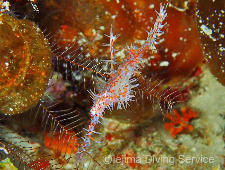伊江島北のポイントでニシキフウライウオ