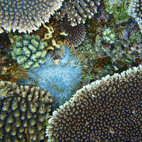 伊江島のサンゴ礁に隠れるオニヒトデ