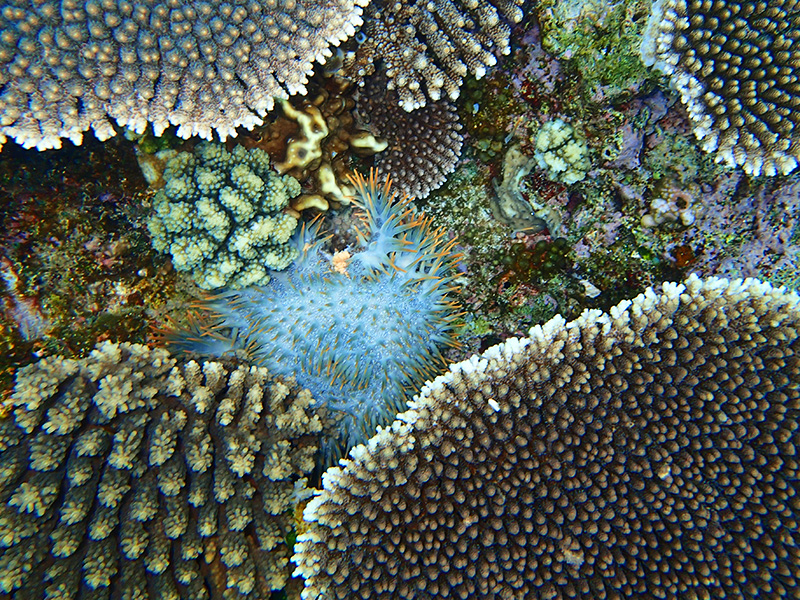 伊江島のサンゴ礁に隠れるオニヒトデ
