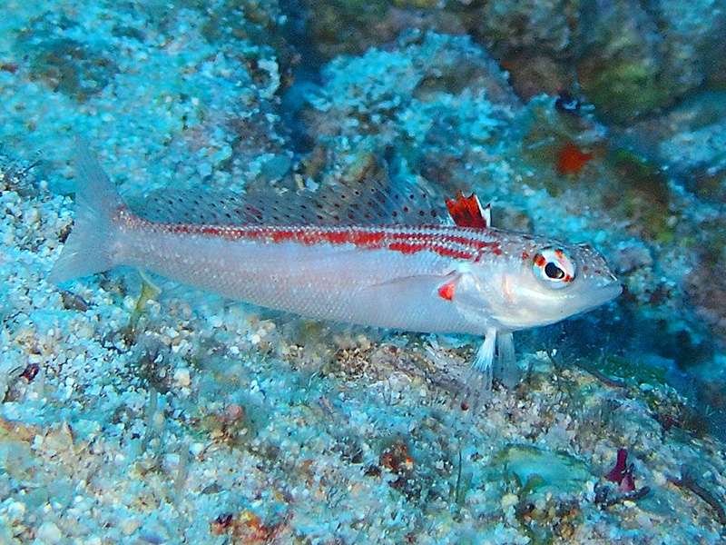 オヨギトラギス2014年GW