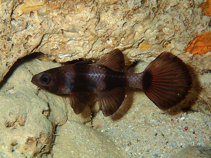 シマクダリボウズギスモドキ2014ネンGW