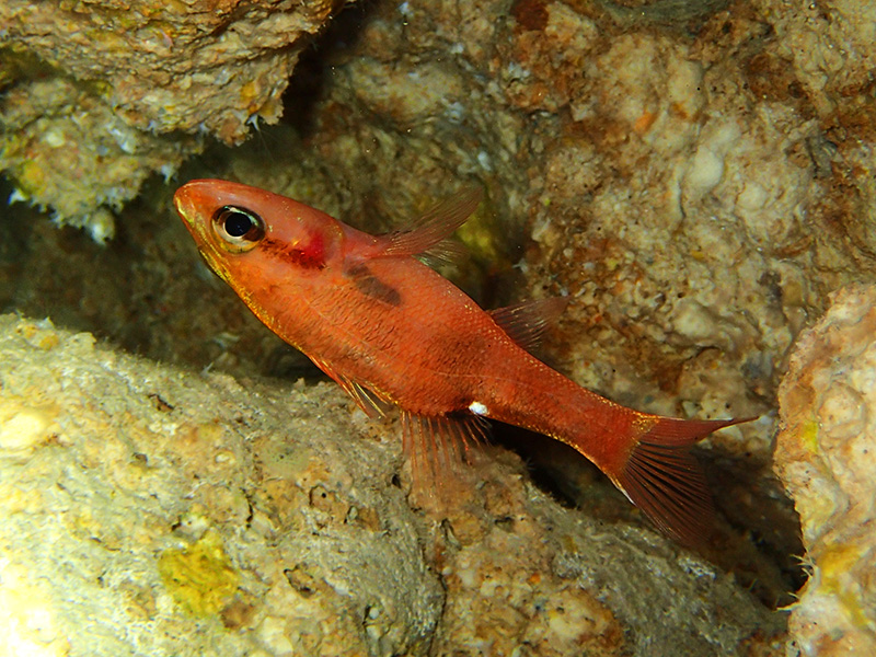 トマリヒイロテンジクダイ2014年GW