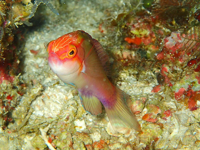 ヤリイトヒキベラ2014年GW